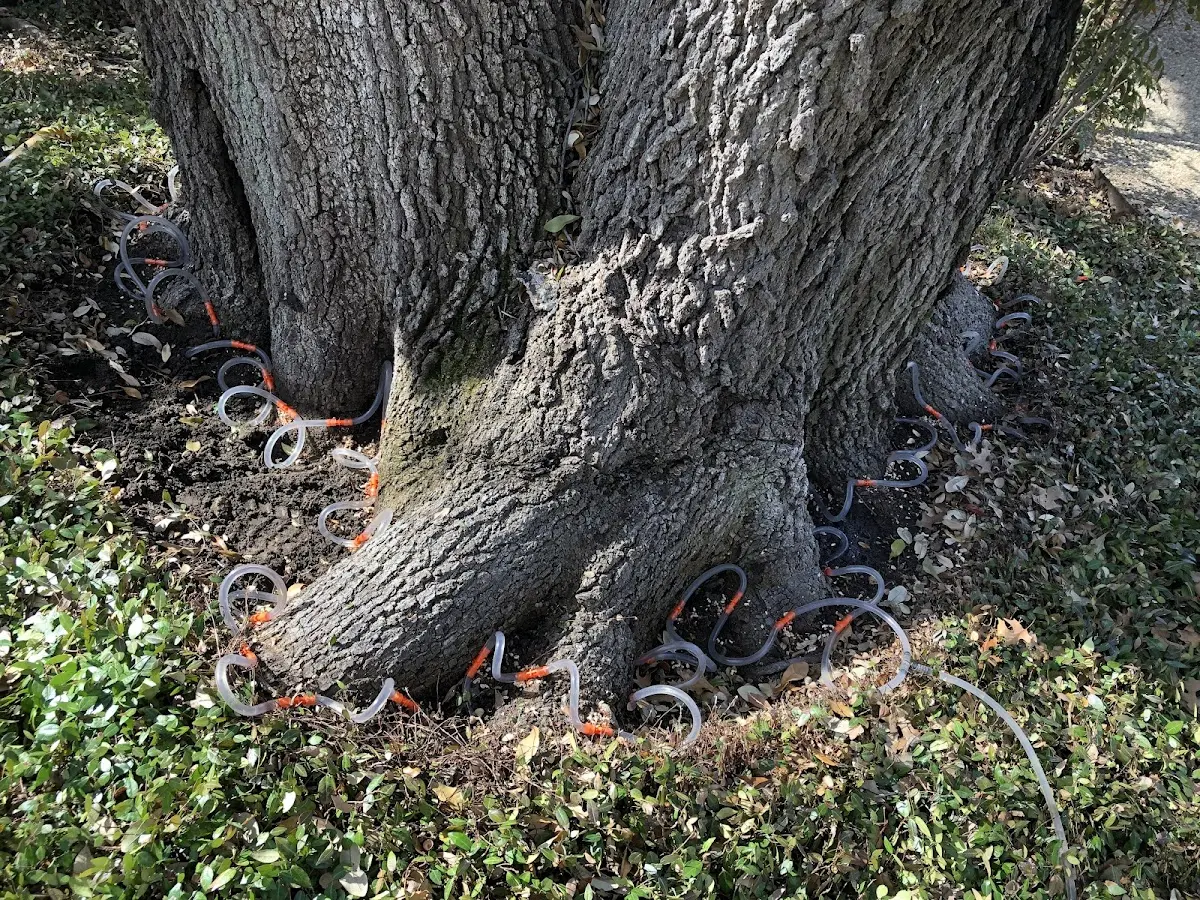 Detailed Tree Cabling and Bracing job site in Lapaz