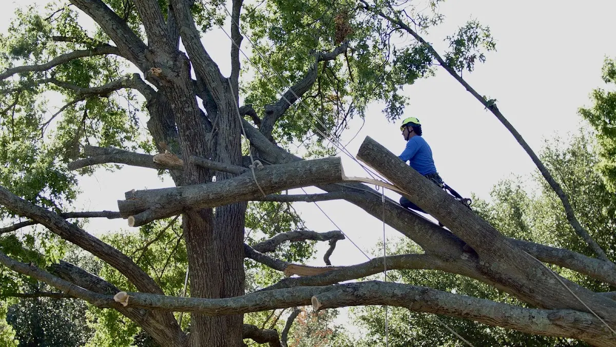 Professional Hazardous Tree Removal performed by certified arborists in Lapaz