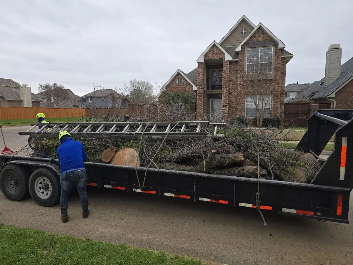Expert Tree Pest Control with proper safety equipment in Lapaz